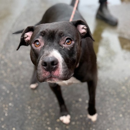 Rara - Staffordshire Bull Terrier Dog