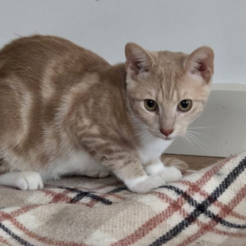 Poppyseed - Domestic Short Hair (DSH) Cat