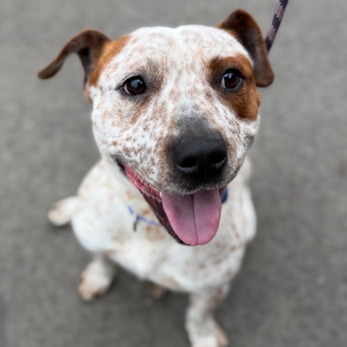 Jerry - Staffordshire Bull Terrier x Australian Cattle Dog