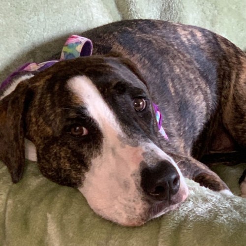 Lottie - Mastiff Dog