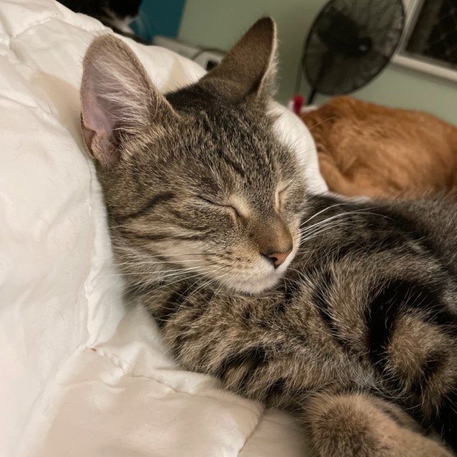 Photo of Lizzie 