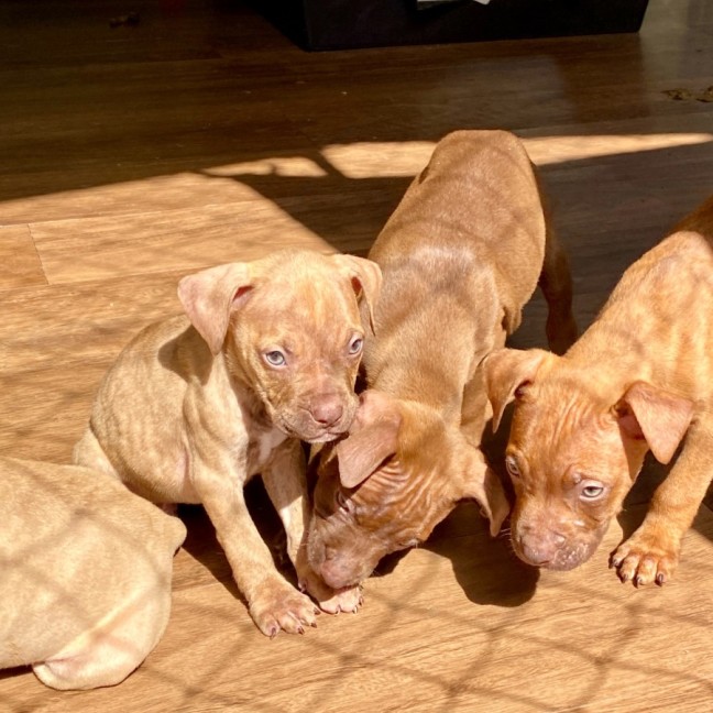 Photo of Futurama Pups