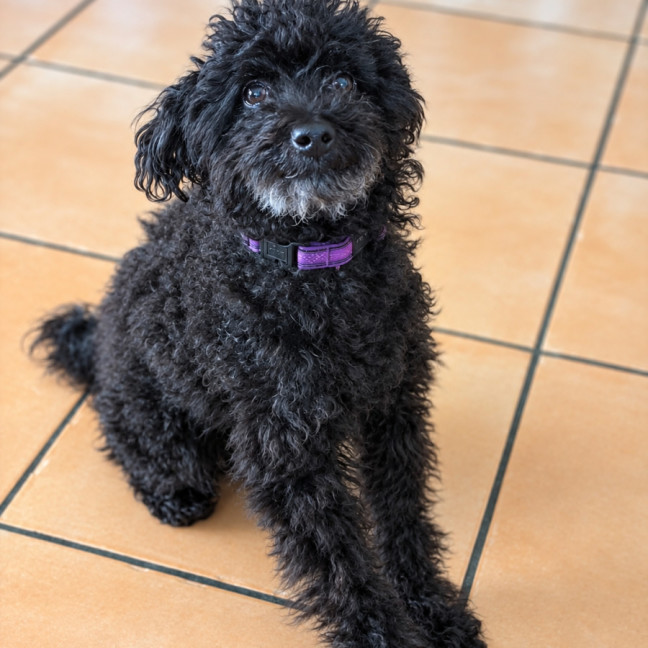 Photo of Buddy
