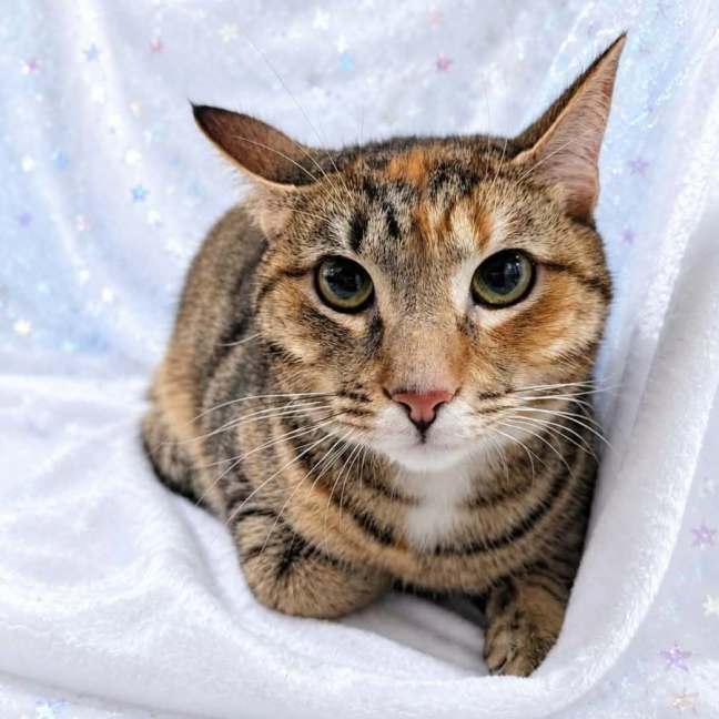 Photo of Mitsuri