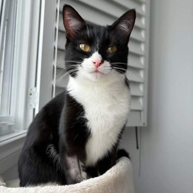 Photo of Sylvie *9 Lives Project Rescue*