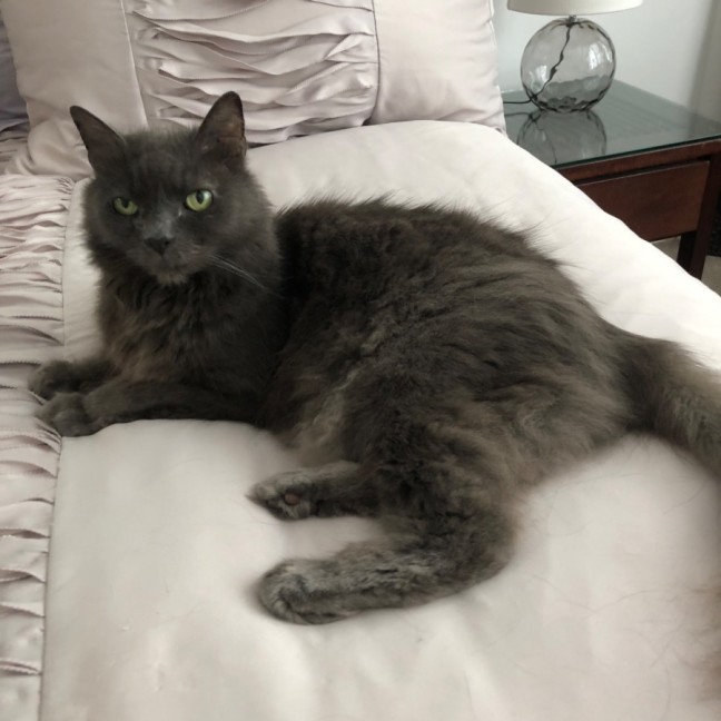 Photo of Gracie *9 Lives Project Rescue*