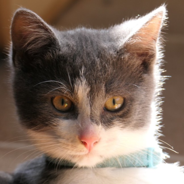 Photo of Blueberry