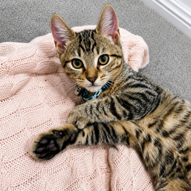 Photo of Biscuit