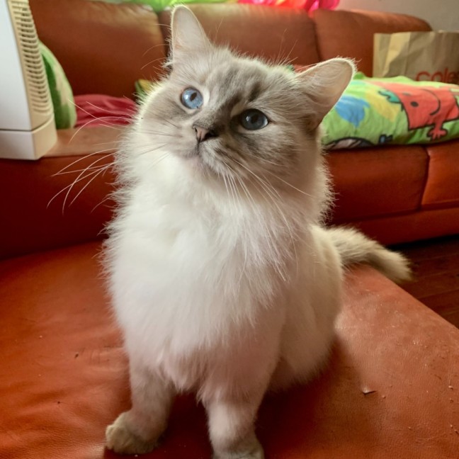 Photo of Sharu