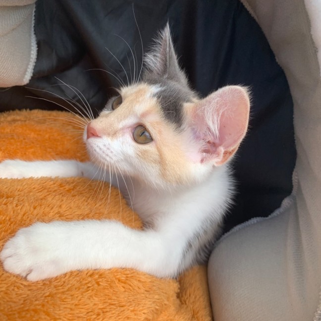 Photo of Chanel ❤️🎁❤️😽