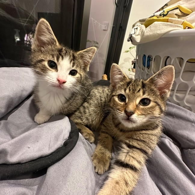 Photo of Hazel And Walnut