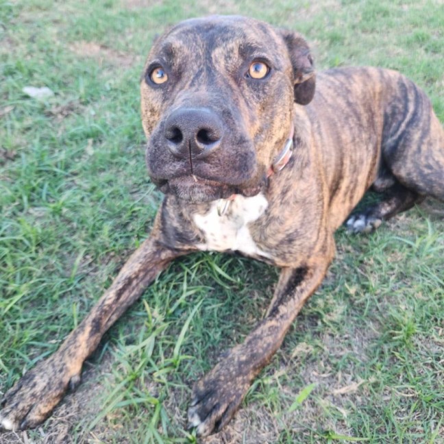 Photo of Rogue 