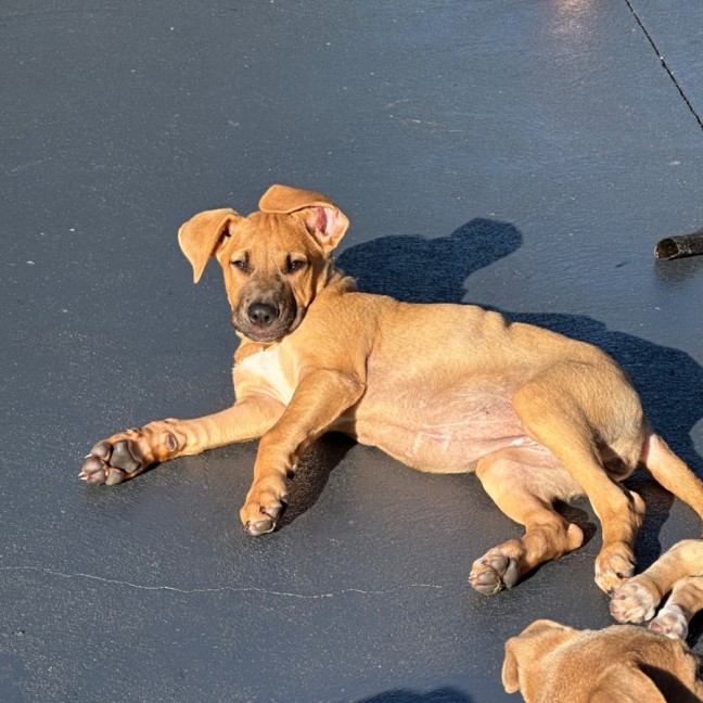 Photo of Kiki 🐶🌺🐶