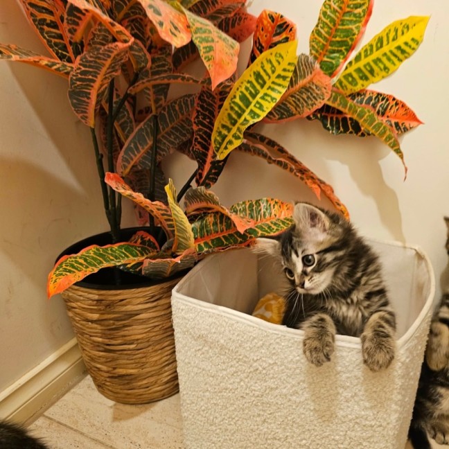 Photo of Jammy Dodger   Meet Me @ Petstock Prahran 15 Feb