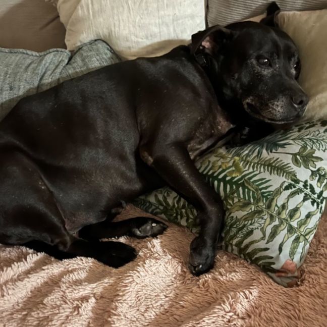 Photo of Daisy And Tonka