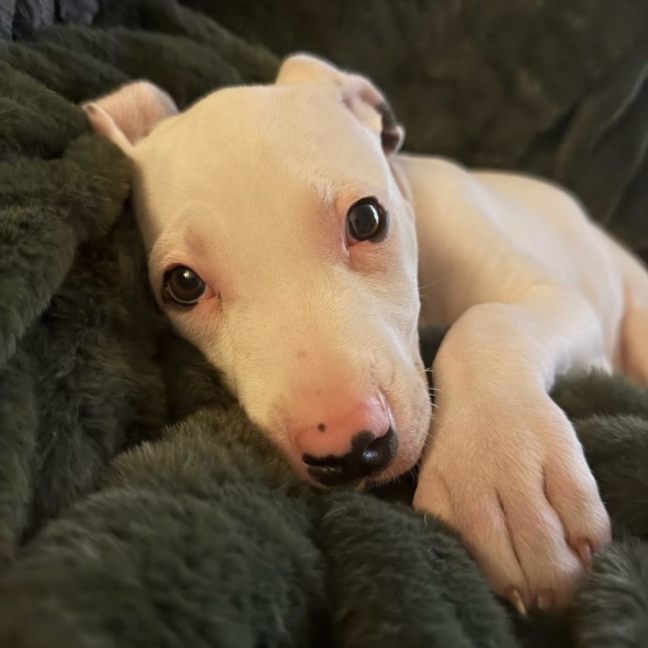 Photo of Bonnie 