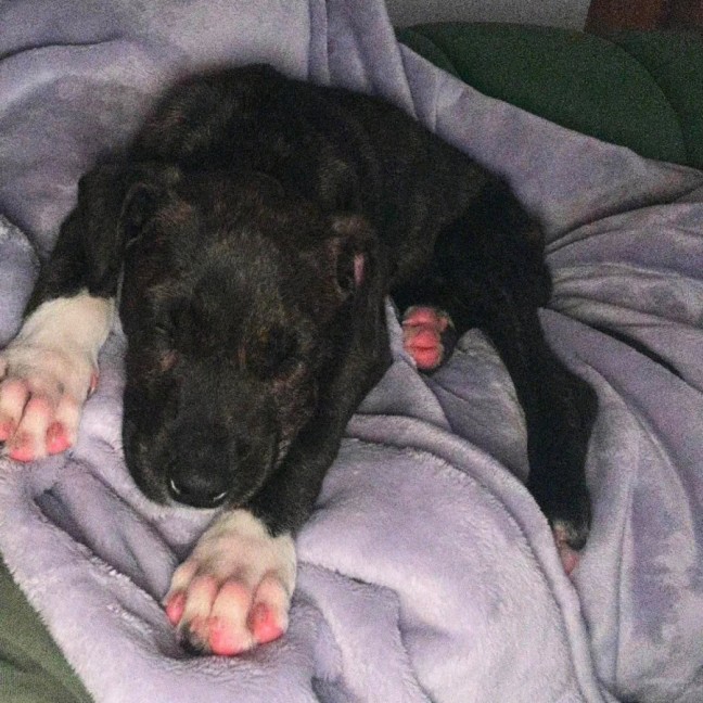 Photo of Badger