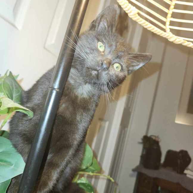 Photo of Latte