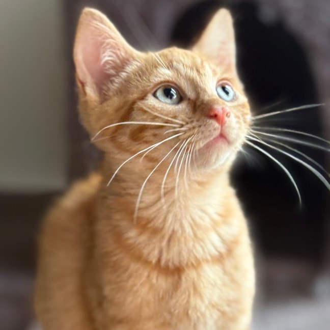 Photo of Jake 🐈🧡🧡