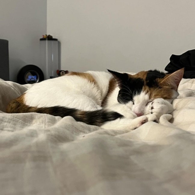 Photo of Catsa Bonita