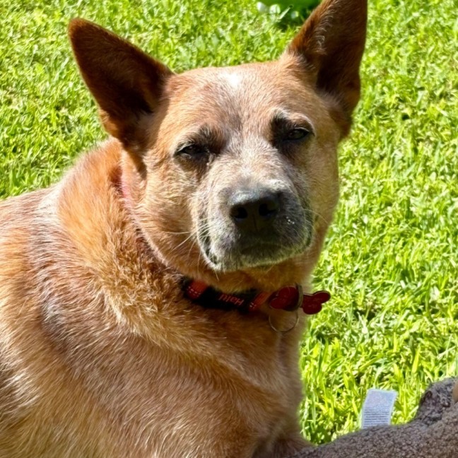Photo of Wombat