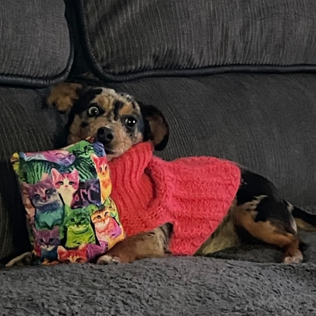 Photo of Lyla 