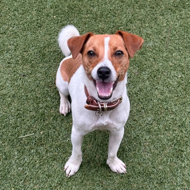 Photo of Buddy