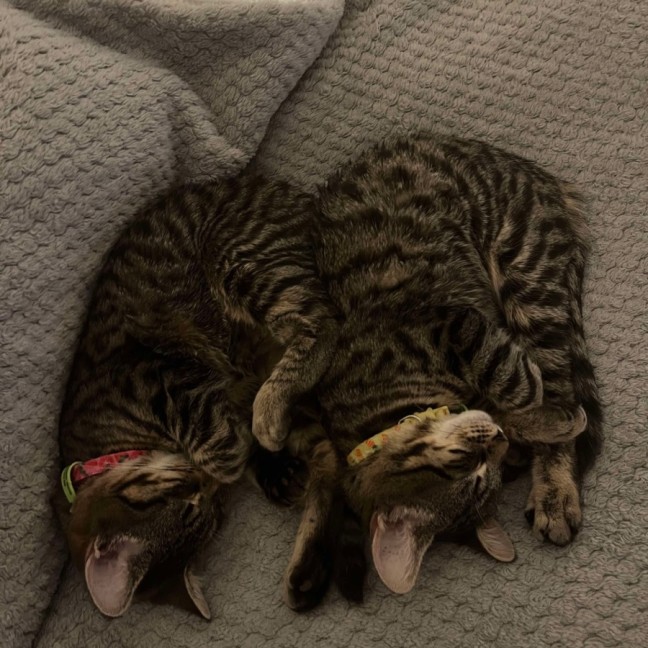 Photo of 🩷Mirabelle And Pinto💛