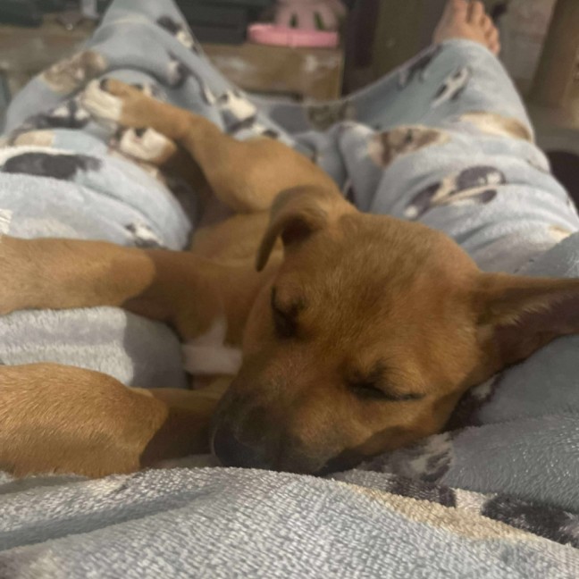 Photo of Maple
