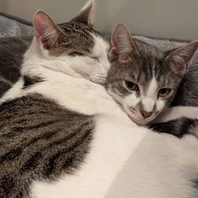 Photo of Chai And Mochi