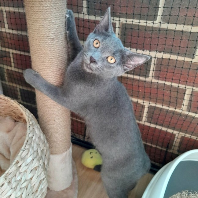 Photo of Blu