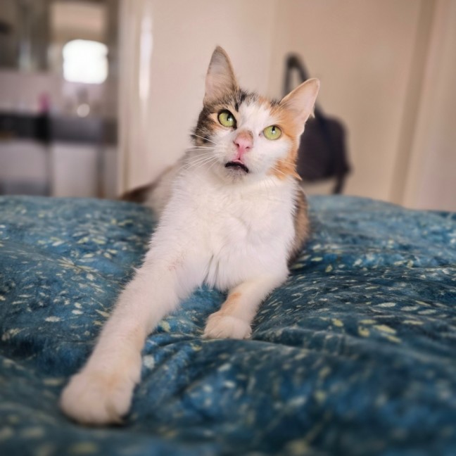 Photo of Primrose (Located In Wantirna South)