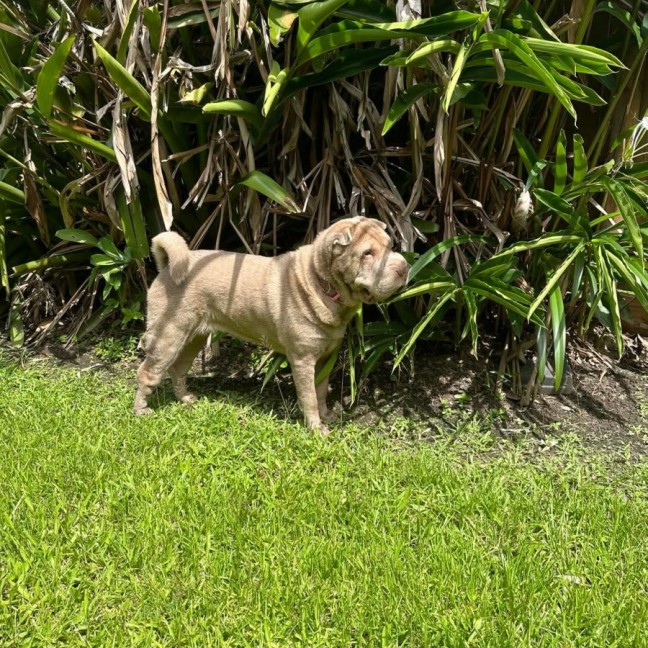 Photo of Layla