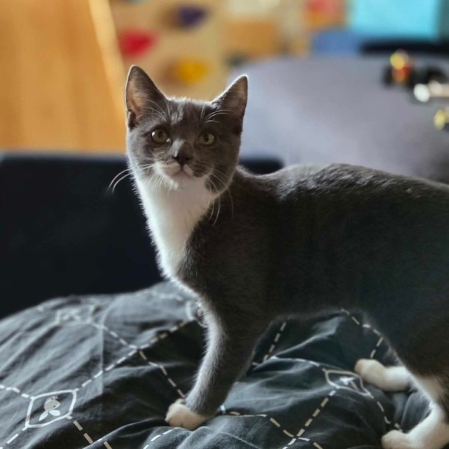 Photo of Minnow