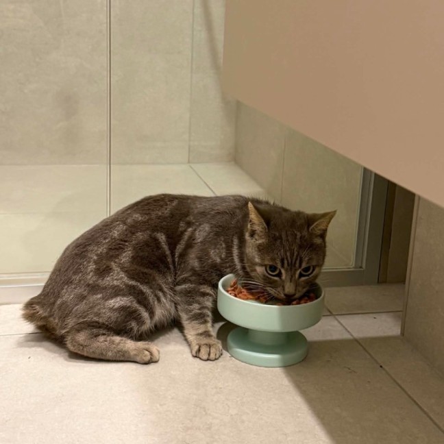 Photo of Romeo