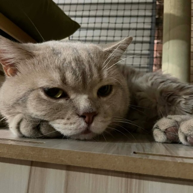 Photo of Professor Chaos