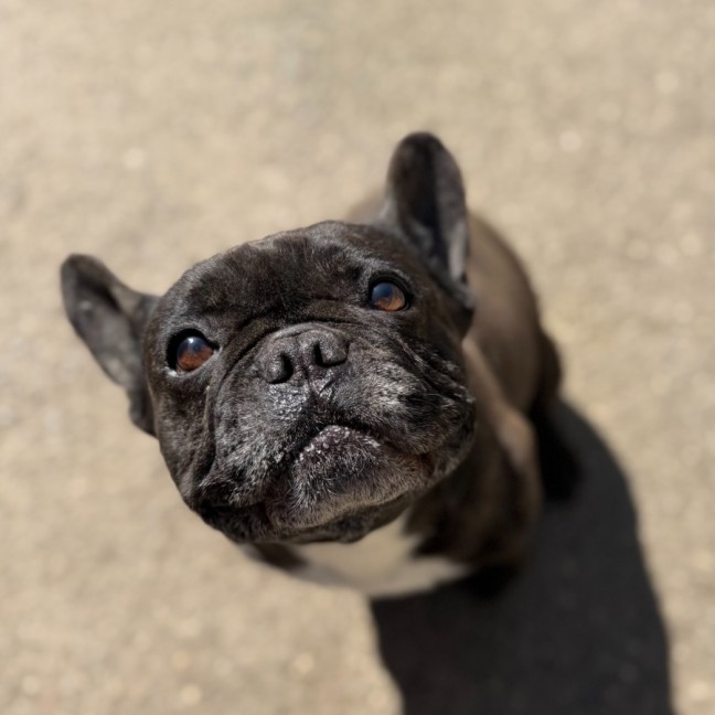 Photo of Echo