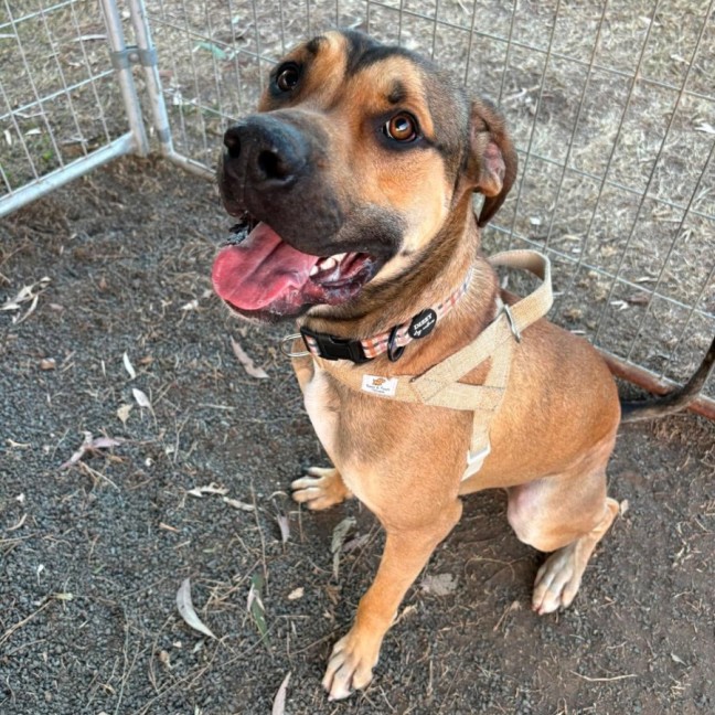 Photo of Bailey