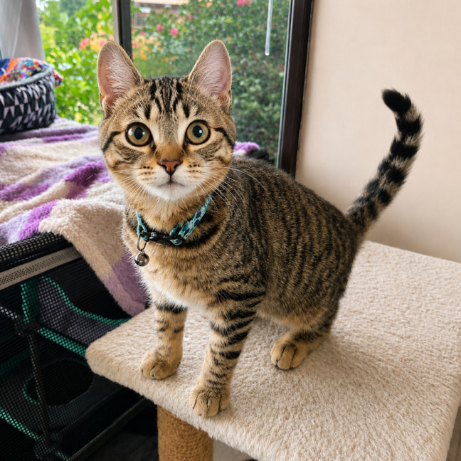 Photo of Biscuit