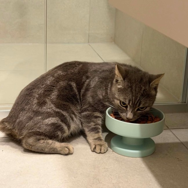 Photo of Romeo