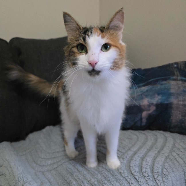 Photo of Primrose (Located In Wantirna South)
