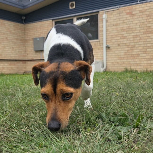 Photo of Buddy