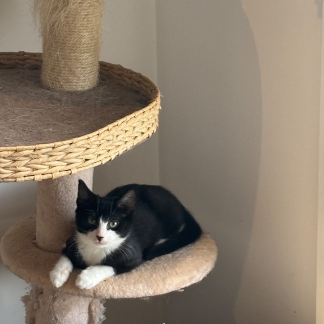 Photo of Deja Meet Me@Petstock Mornington Nepean Hwy