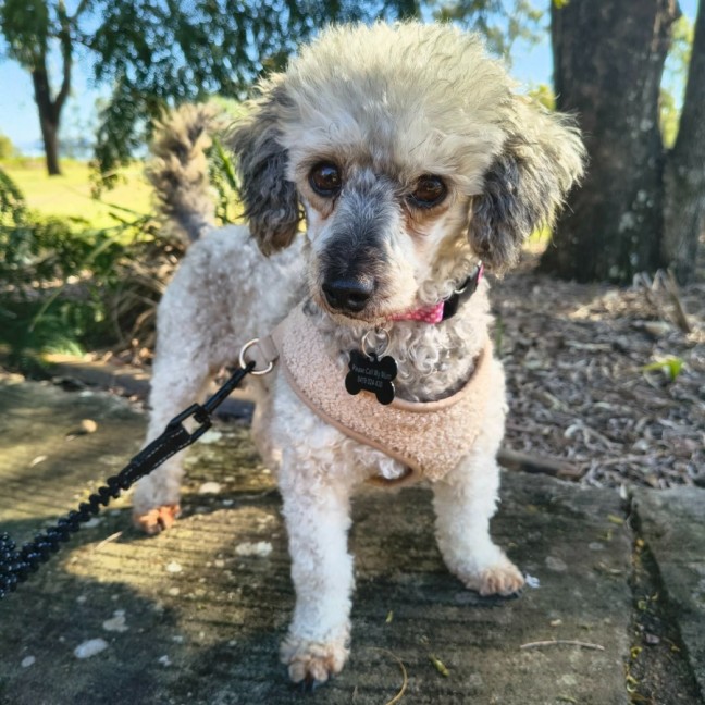 Photo of Luna
