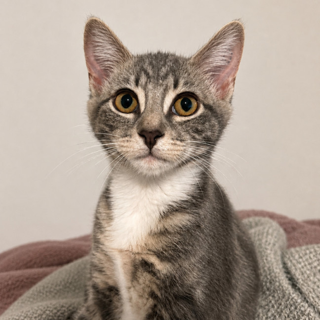Photo of Smokey 