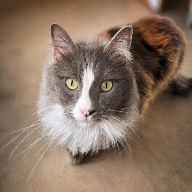 Photo of Greybie