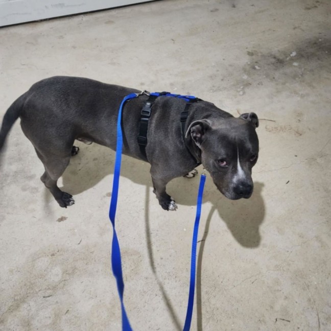 Photo of Ace