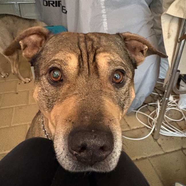 Photo of Harley 