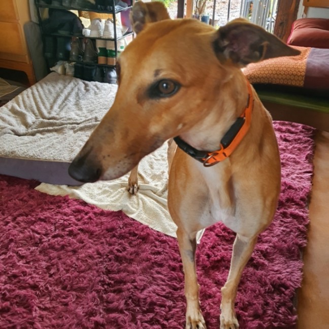 Photo of Roxy