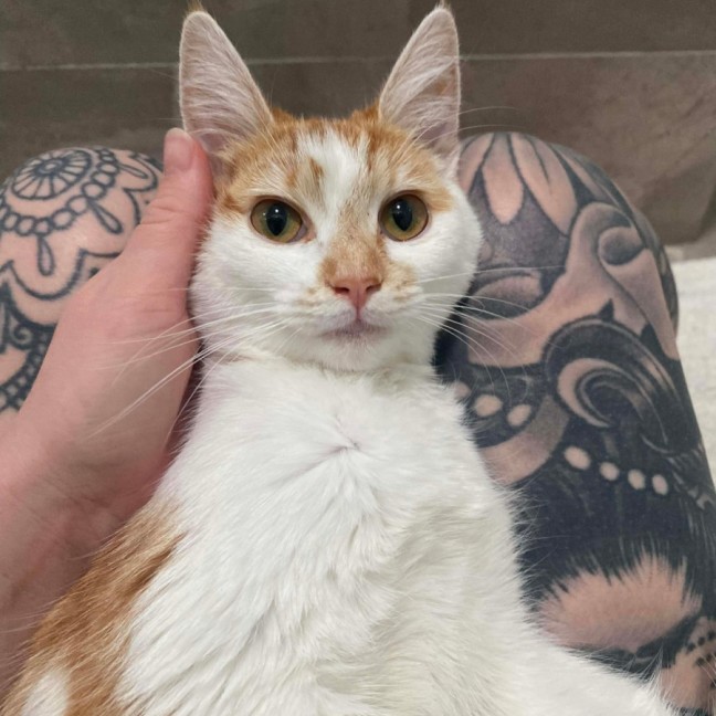 Photo of Apricot 🧡